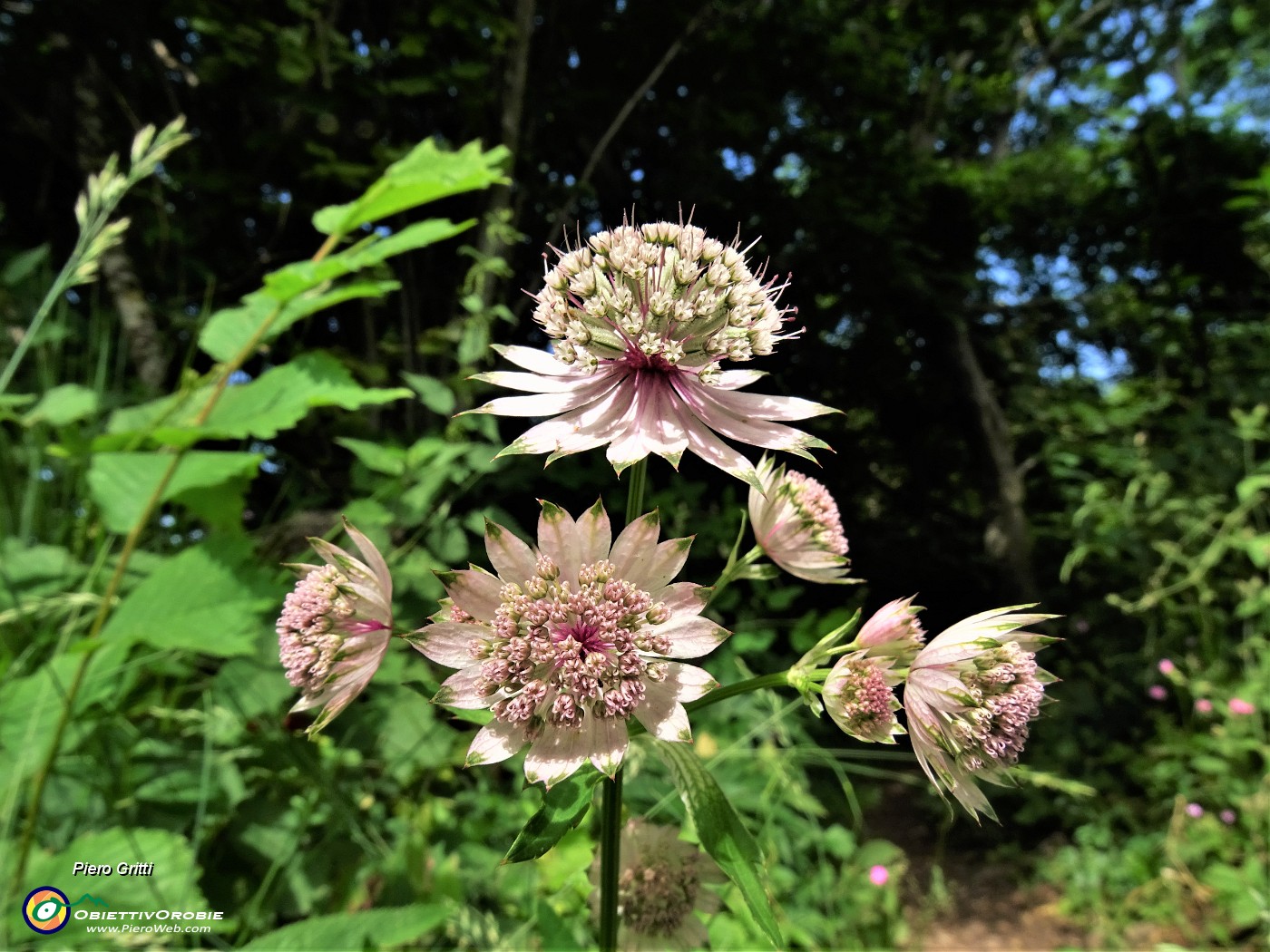 41 Astrantia major (Astranzia maggiore).JPG